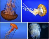 respuesta medusa