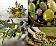 respuesta oliva