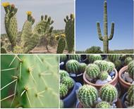 respuesta cactus