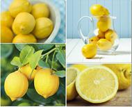 respuesta limon