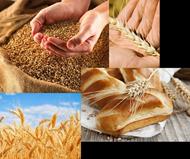 respuesta trigo