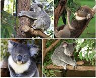 respuesta koala