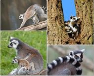 respuesta lemur