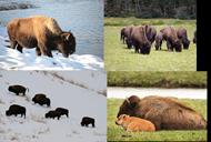 solution bison
