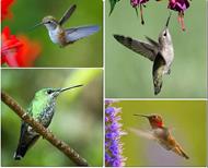 respuesta colibri