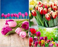respuesta tulipan