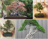 respuesta bonsai