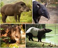 respuesta tapir
