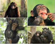 respuesta chimpance