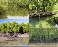 solution mangrove